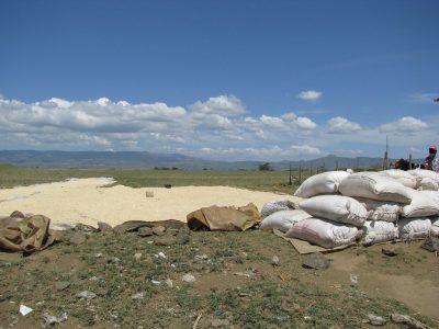 Se comenzó a utilizar la energía geotérmica para el secado de granos en Kenia