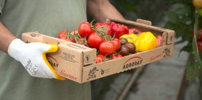 La geotermia ayudará a la producción de tomates en Turquía, para que se convierta en líderes mundiales