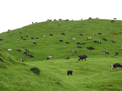 Empresa de alimentos japonesa, invierte en una planta de procesamiento de lácteos geotérmicos en Nueva Zelanda