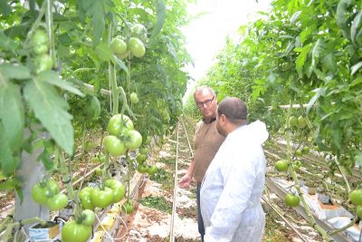 Túnez aumenta la producción y exportación de tomates gracias a la geotermia