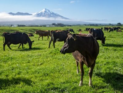 La segunda planta lechera geotérmica de Nueva Zelanda se encuentra pronta a ser terminada