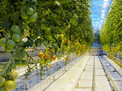 IRENA – Seguridad alimentaria y fomento del desarrollo con calor geotérmico