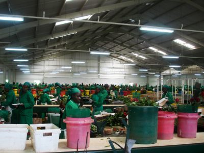 KenGen interesada en grandes industrias y empresas de flores para el parque industrial, Kenia