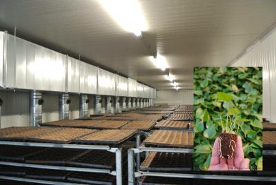 Innovación holandesa: secado de sustrato de horticultura con tierra para macetas, utilizando calor geotérmico