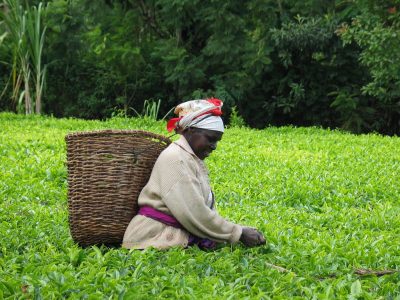Grupo islandés explorará la utilización de calor geotérmico para secar té en Kenia