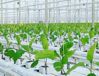 Colectivo holandés financia la expansión de la red de calefacción verde al área de horticultura de Wilgenlei