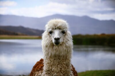 UNESCO IGCP636 presenta webinar sobre patrimonio de la alpaca y la producción de fibra mediante geotermia en Perú