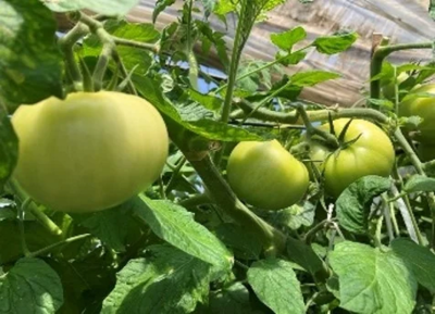 El cultivo de tomates durante todo el año en Hokkaido, Japón, es posible gracias al calor geotérmico