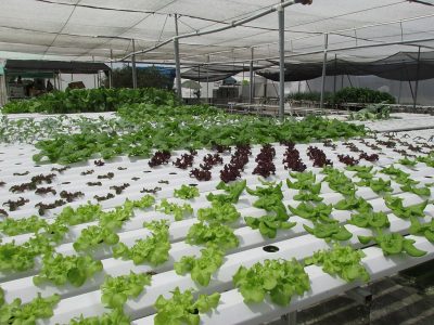 Green Tech inicia las obras de un complejo de invernaderos con calefacción geotérmica en Rumania